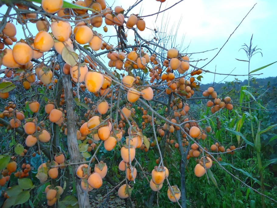 Diospyros virginiana