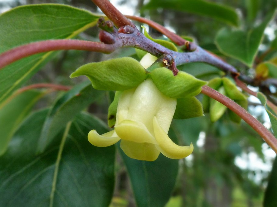 Хурма виргинская дерево