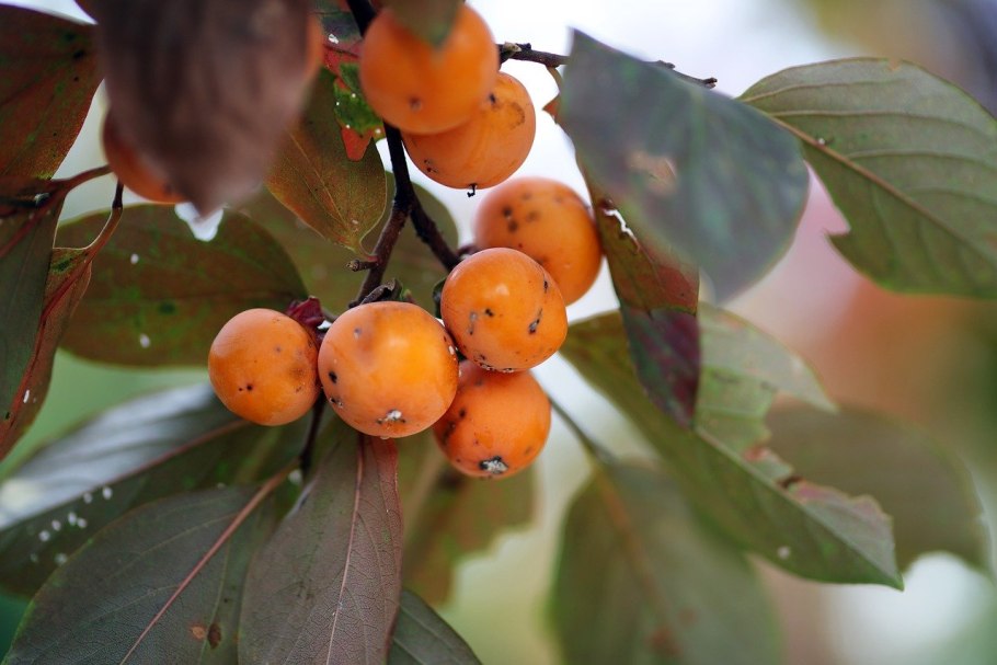 Саженцы хурма виргинская