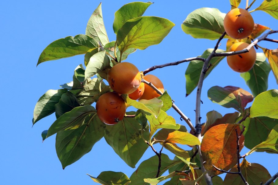 Хурма дерево Фергана