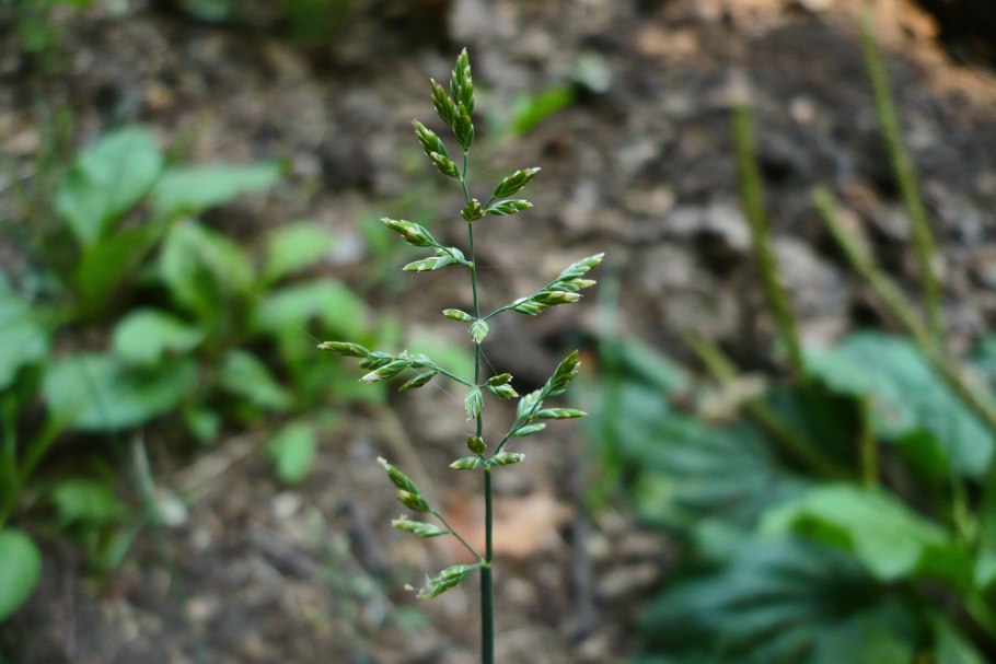 Цеструм ночной Жасмин