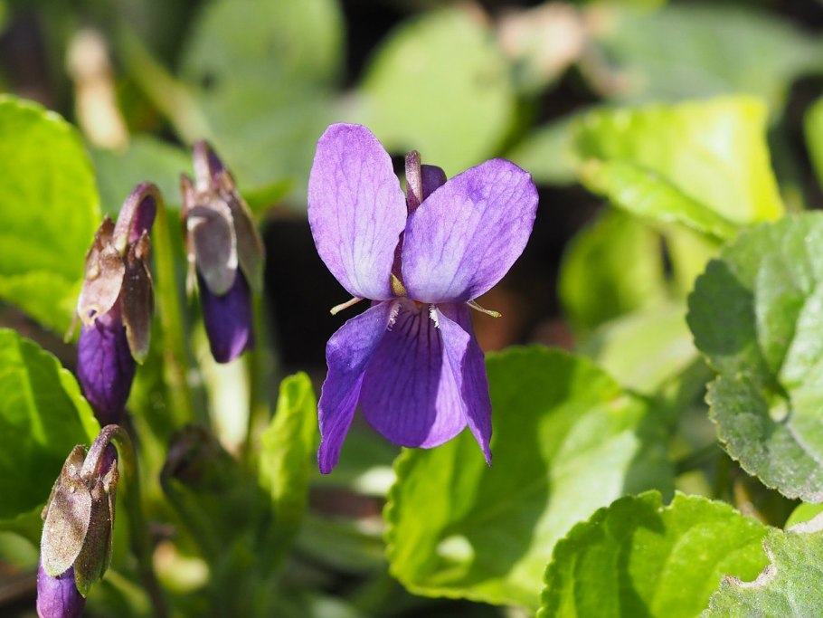 Аглая душистая