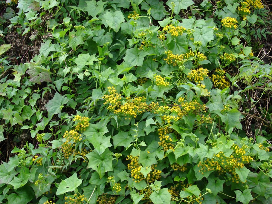 Резеда душистая рассада