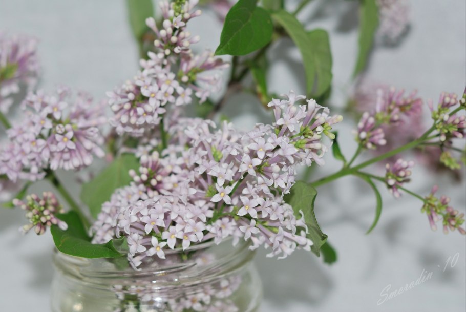 Сирень поникающая Комарова или