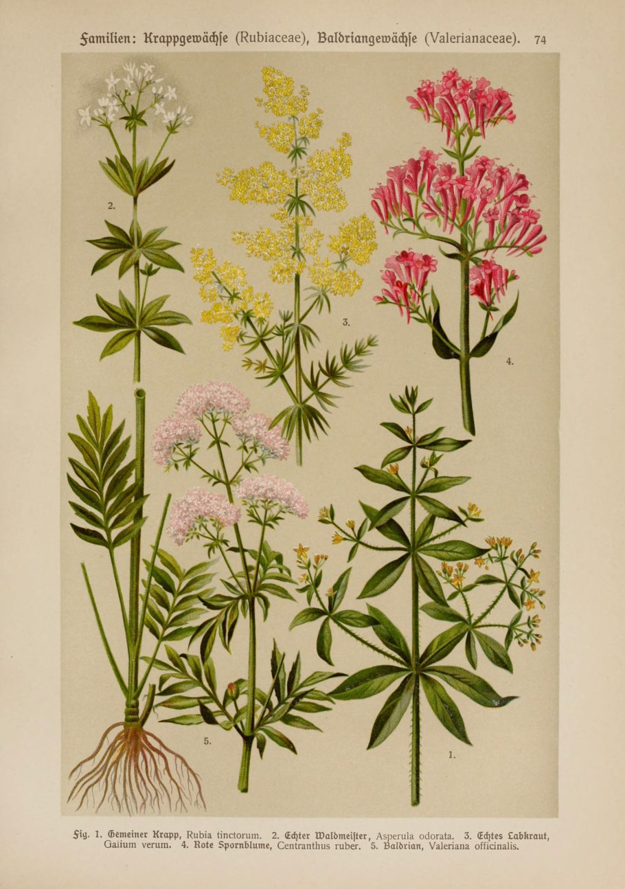 Мотыльковые растения дикий горошек