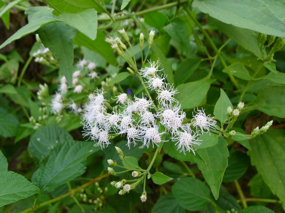 Шандра душистая котовник