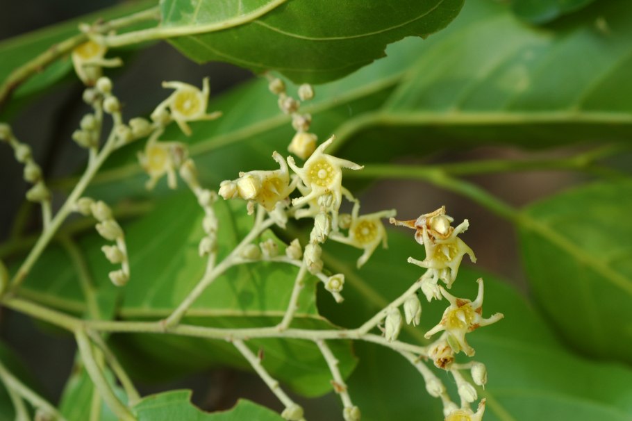 Марена красильная Ботаническая иллюстрация