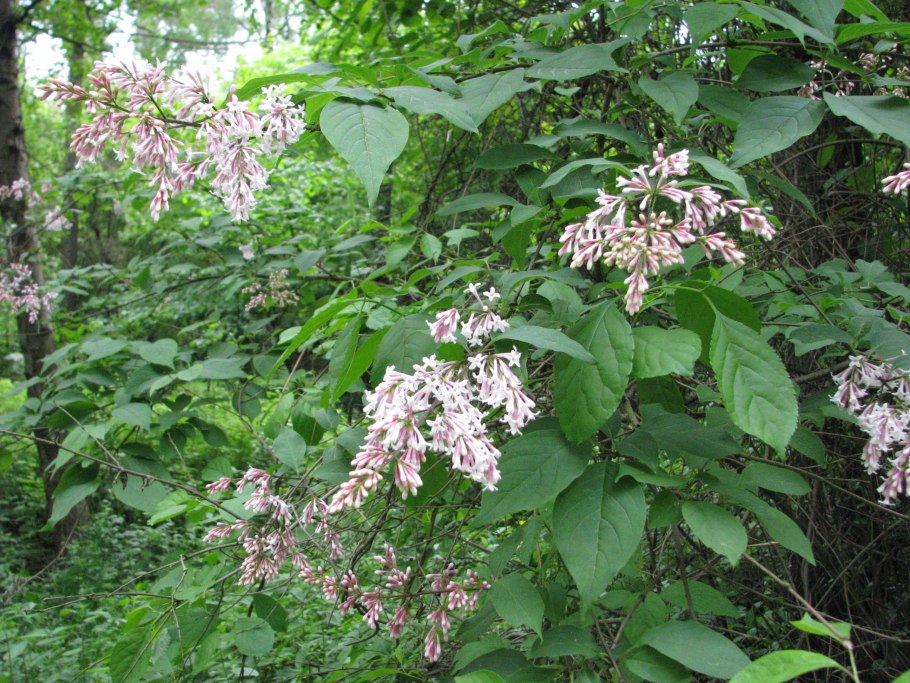 Рута растение многолетка