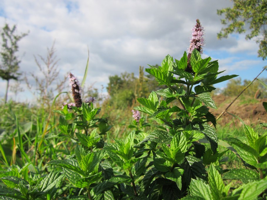 Босвеллия odorata