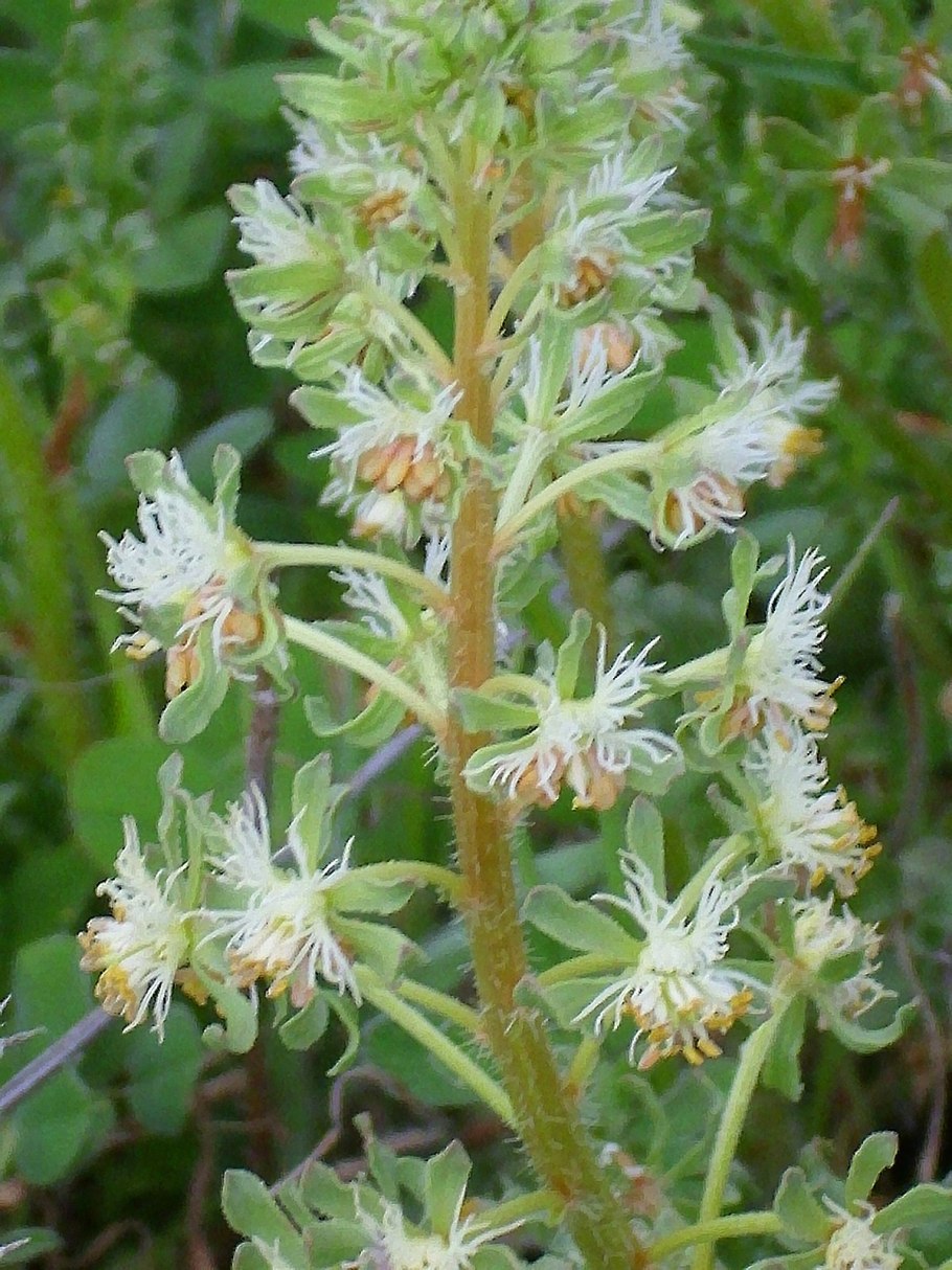 Перовския (Perovskia atriplicifolia)