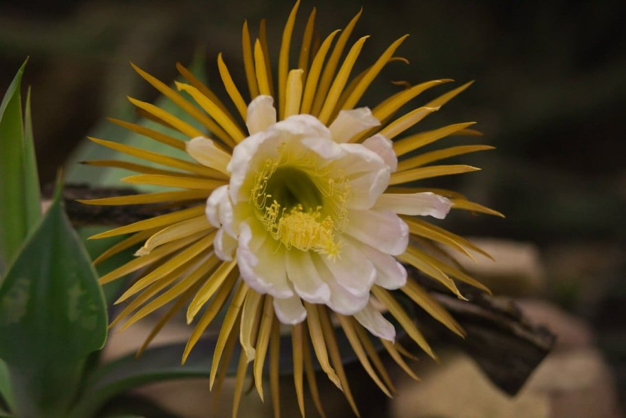 Selenicereus macdonaldiae
