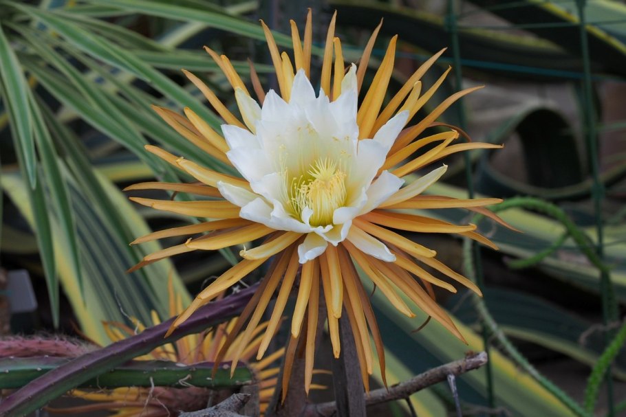 Selenicereus grandiflorus земля