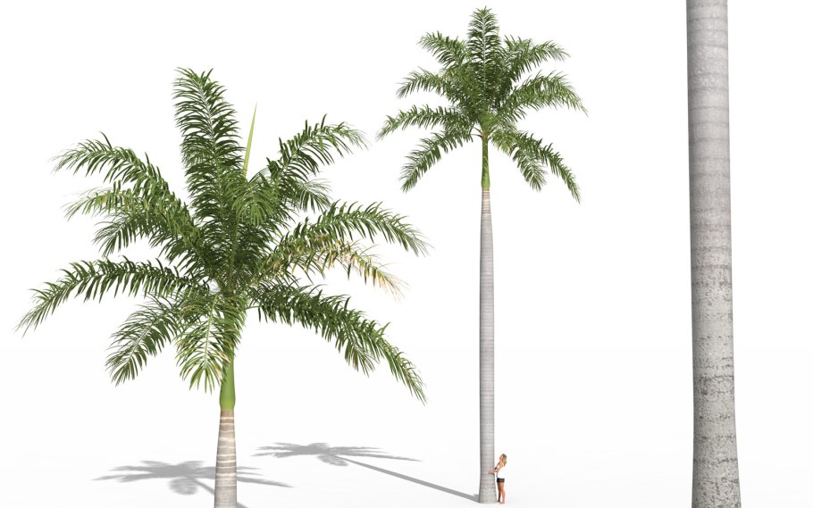 Ройстоунея Пальма