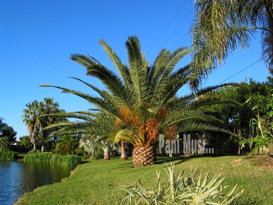 Королевская Пальма ройстоунея дома