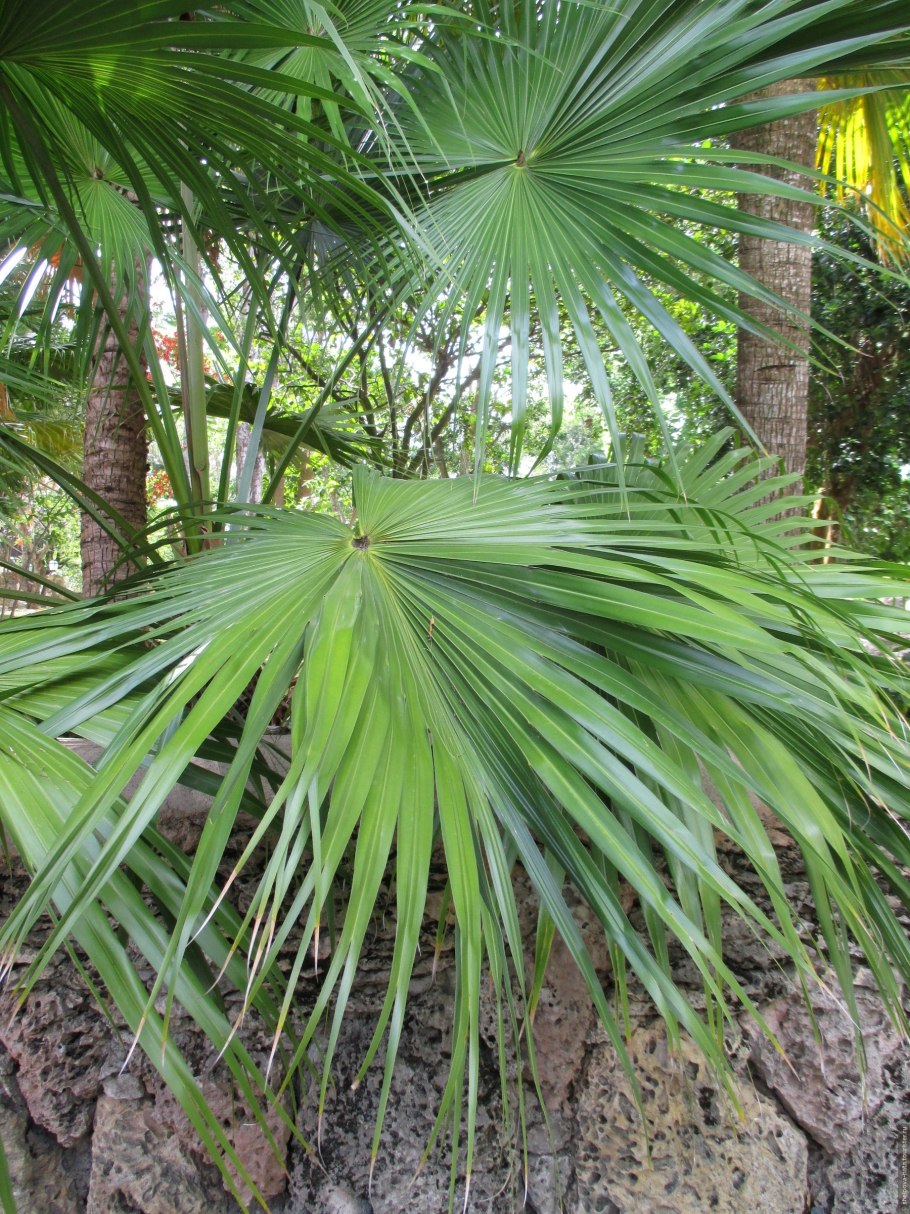 Кубинская Пальма ройстонея