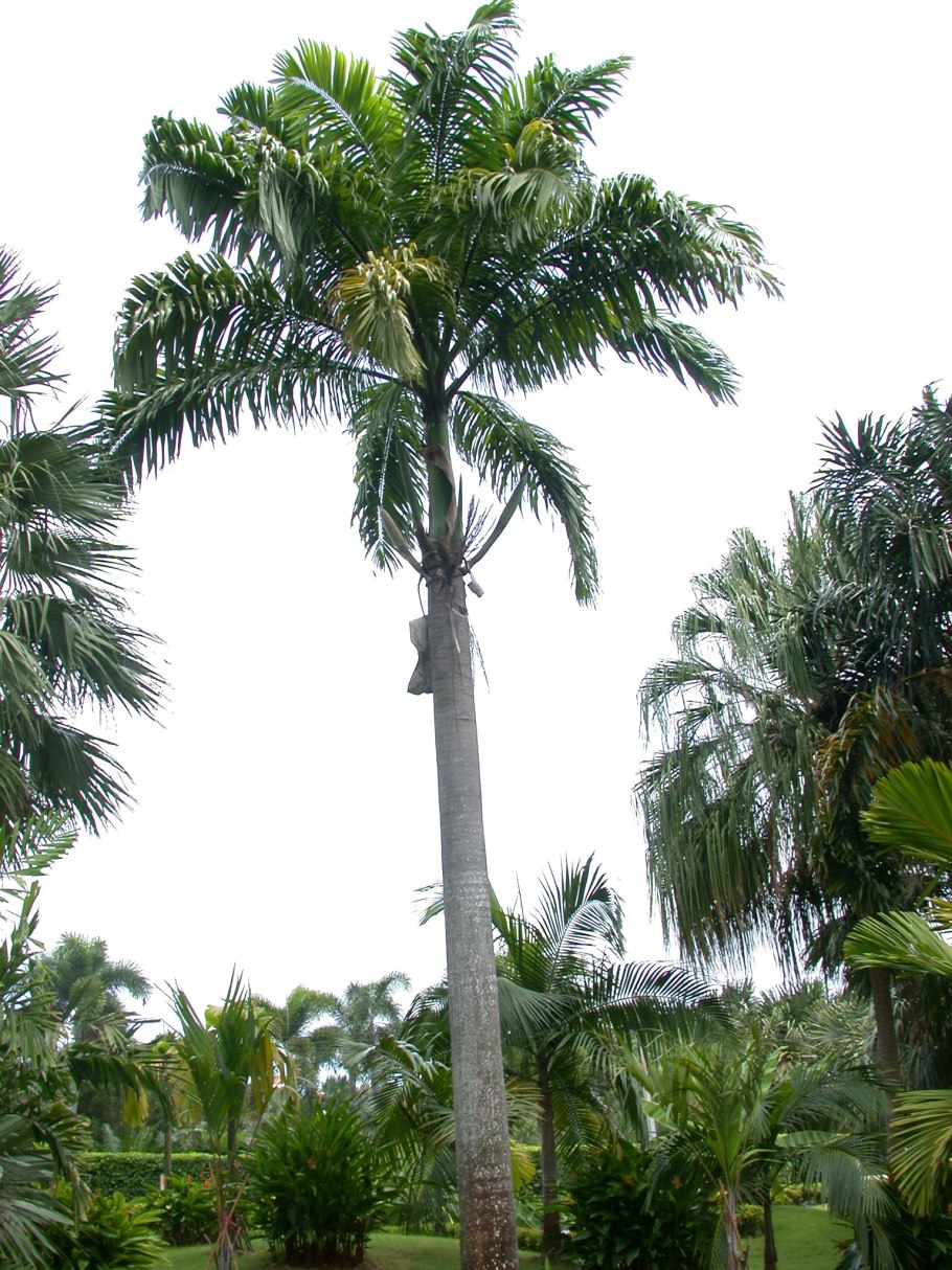 Ройстоунея Пальма