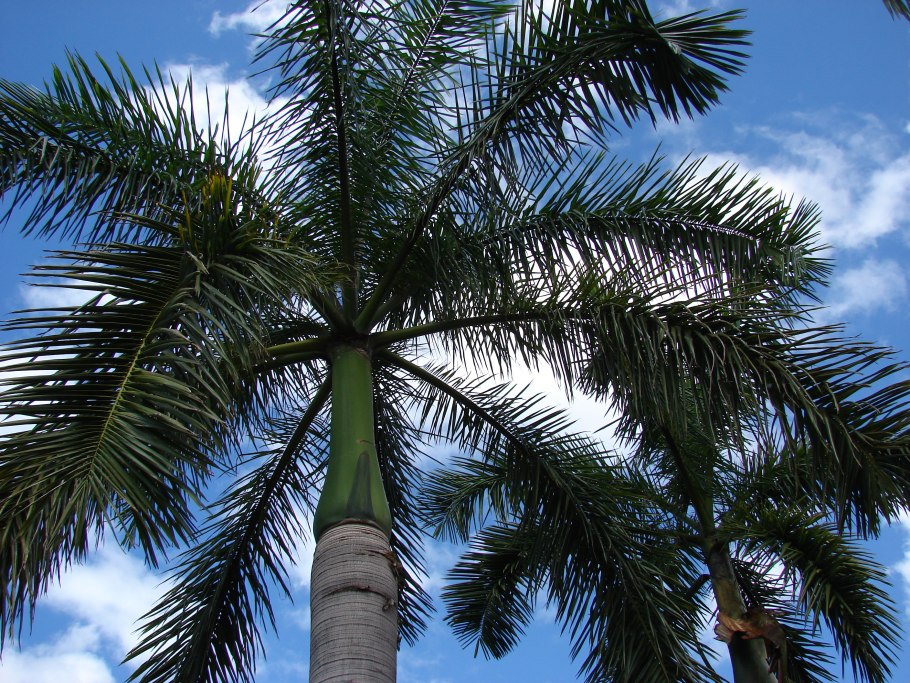 Ройстоунея Пальма