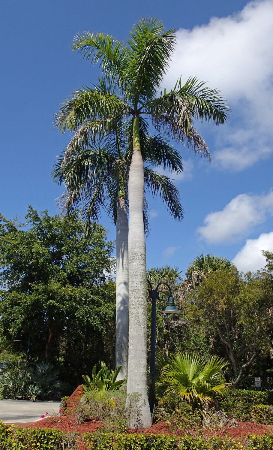 Кубинская Пальма ройстонея