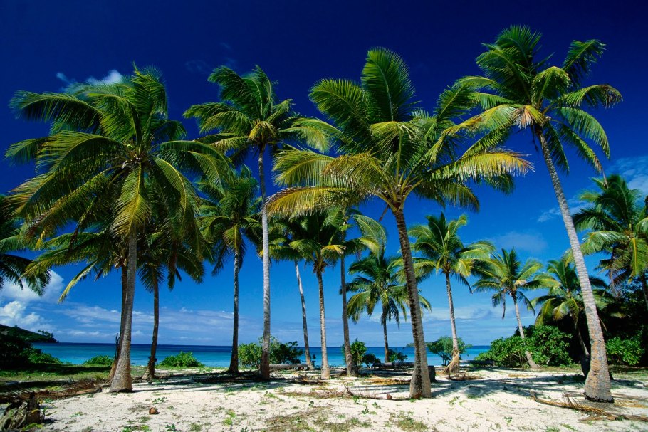 Ройстоунея Пальма