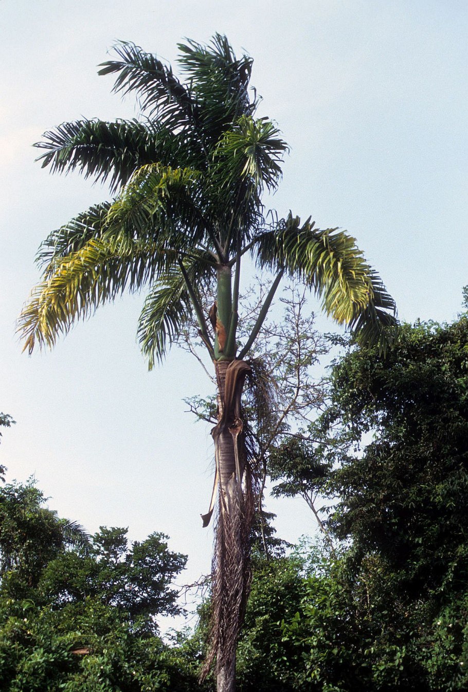 Кубинская Пальма ройстонея