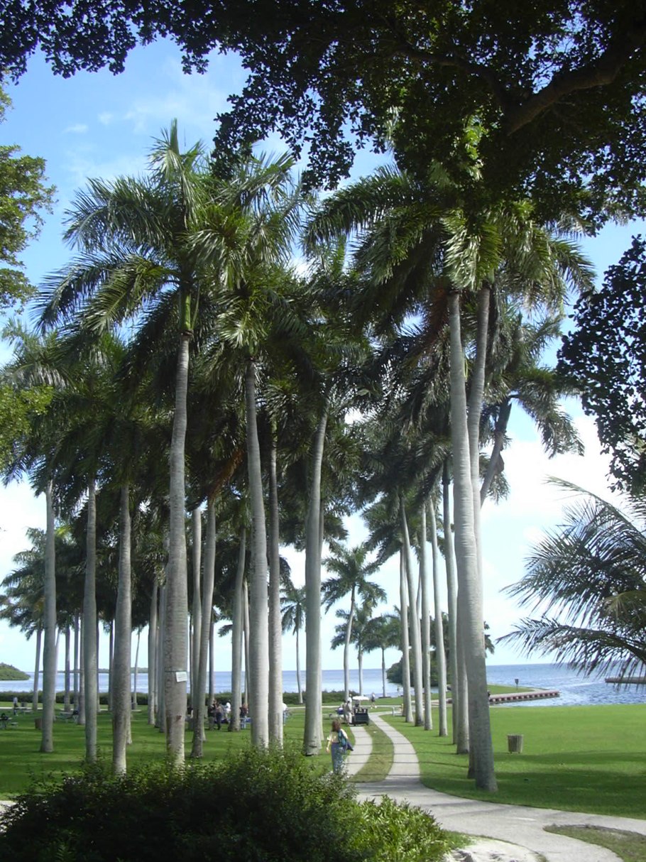 Trồng cây xanh bảo vệ rừng