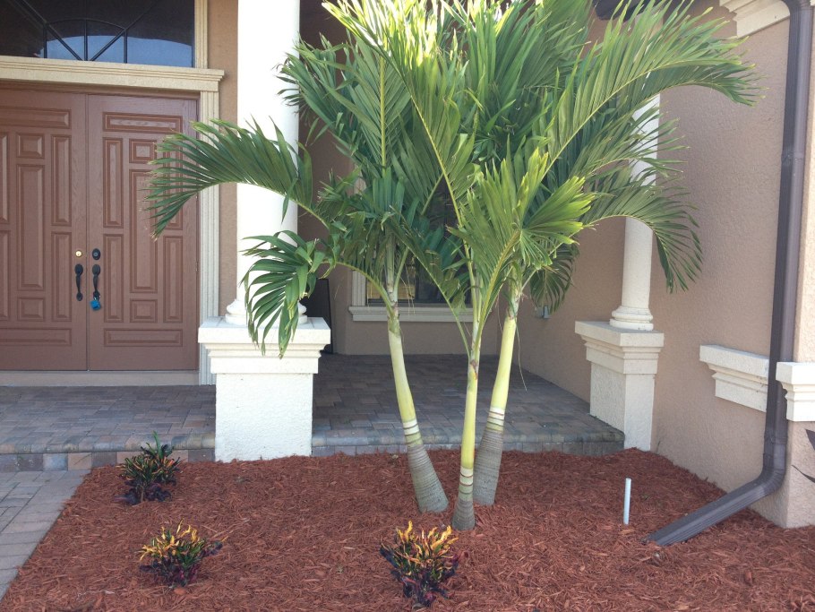 Королевский финик Пальма