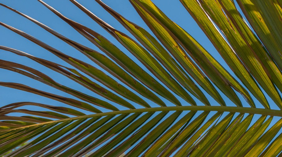 Ройстоунея Королевская Пальма