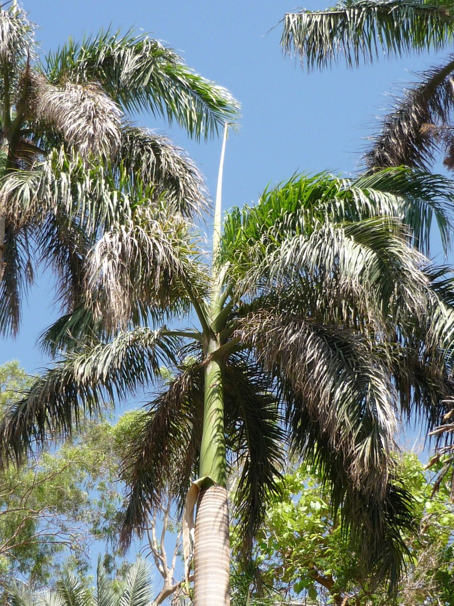 Ройстоунея Пальма