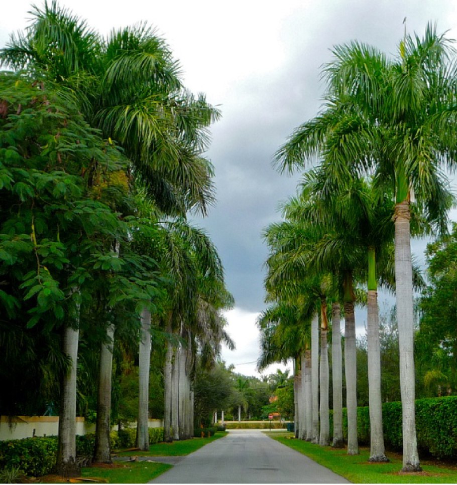 Roystonea Borinquena