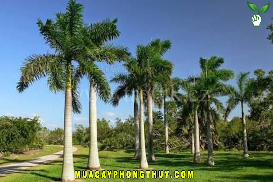 Ройстоунея Королевская Пальма