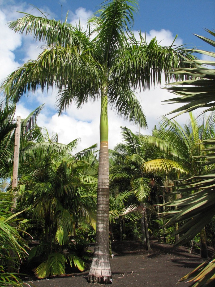 Кубинская Королевская Пальма