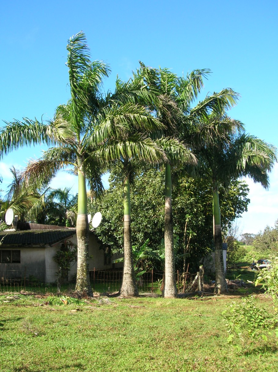 Ройстоунея маленькая