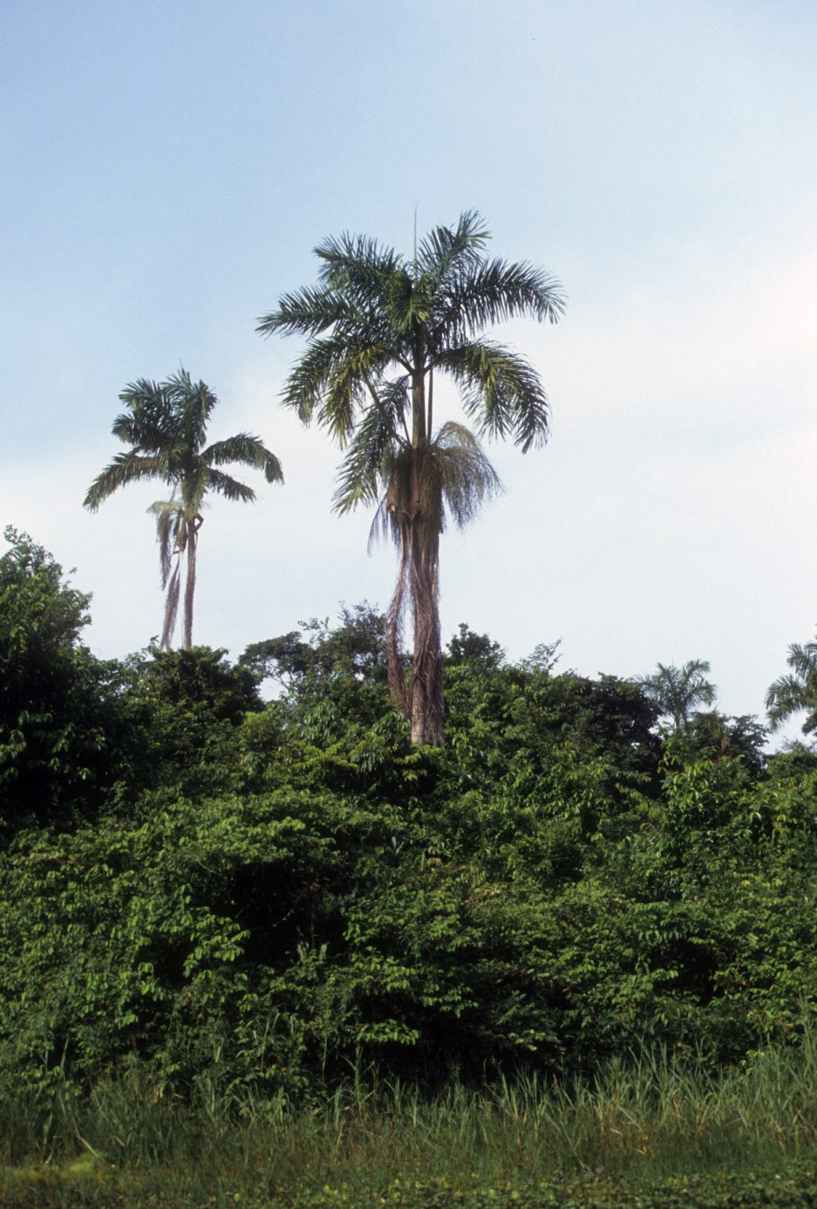 Чешка Палма Сильвия Пальма