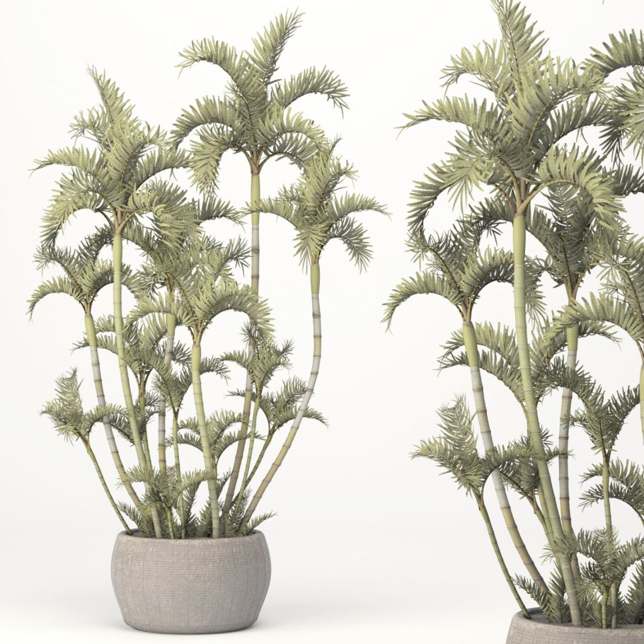 Королевская Пальма ройстоунея в горшке