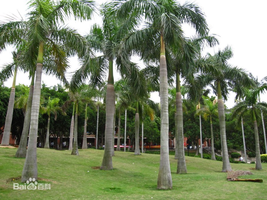 Рио де Жанейро аллея пальм