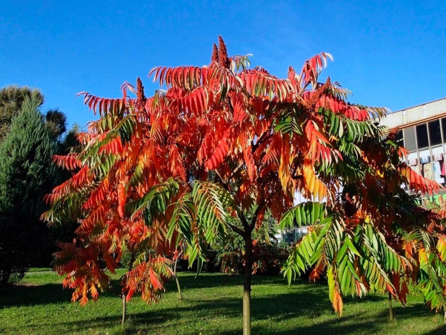 Rhus glabra