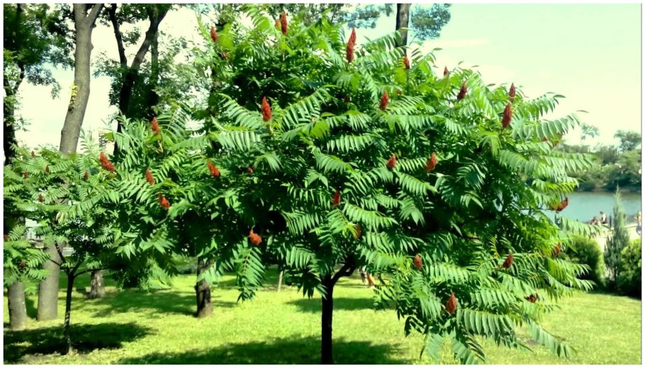 Rhus typhina