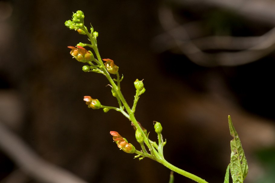 Норичник калифорнийский
