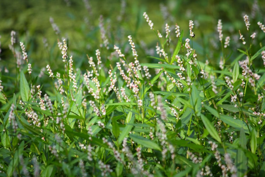 Scrophularia rupestris