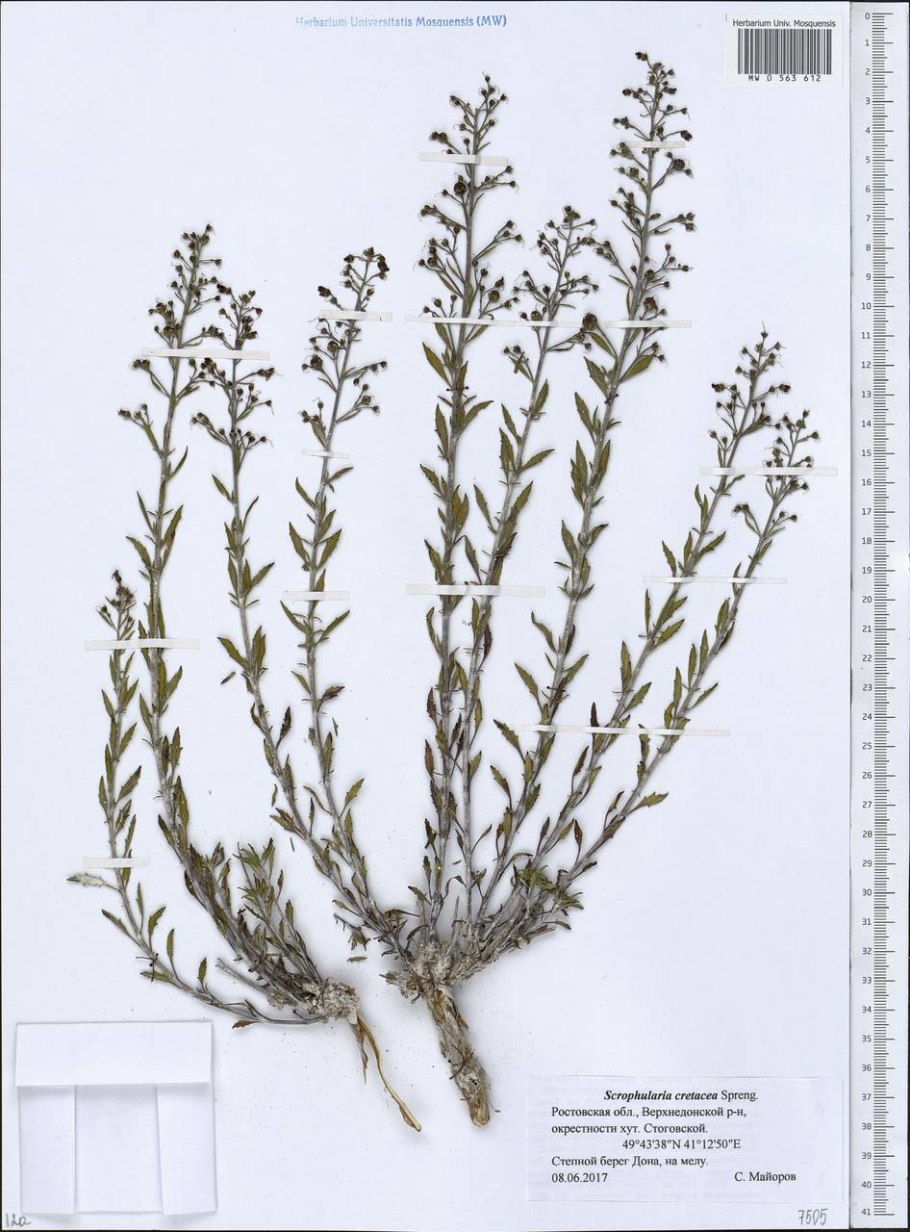 Норичник многостебельный