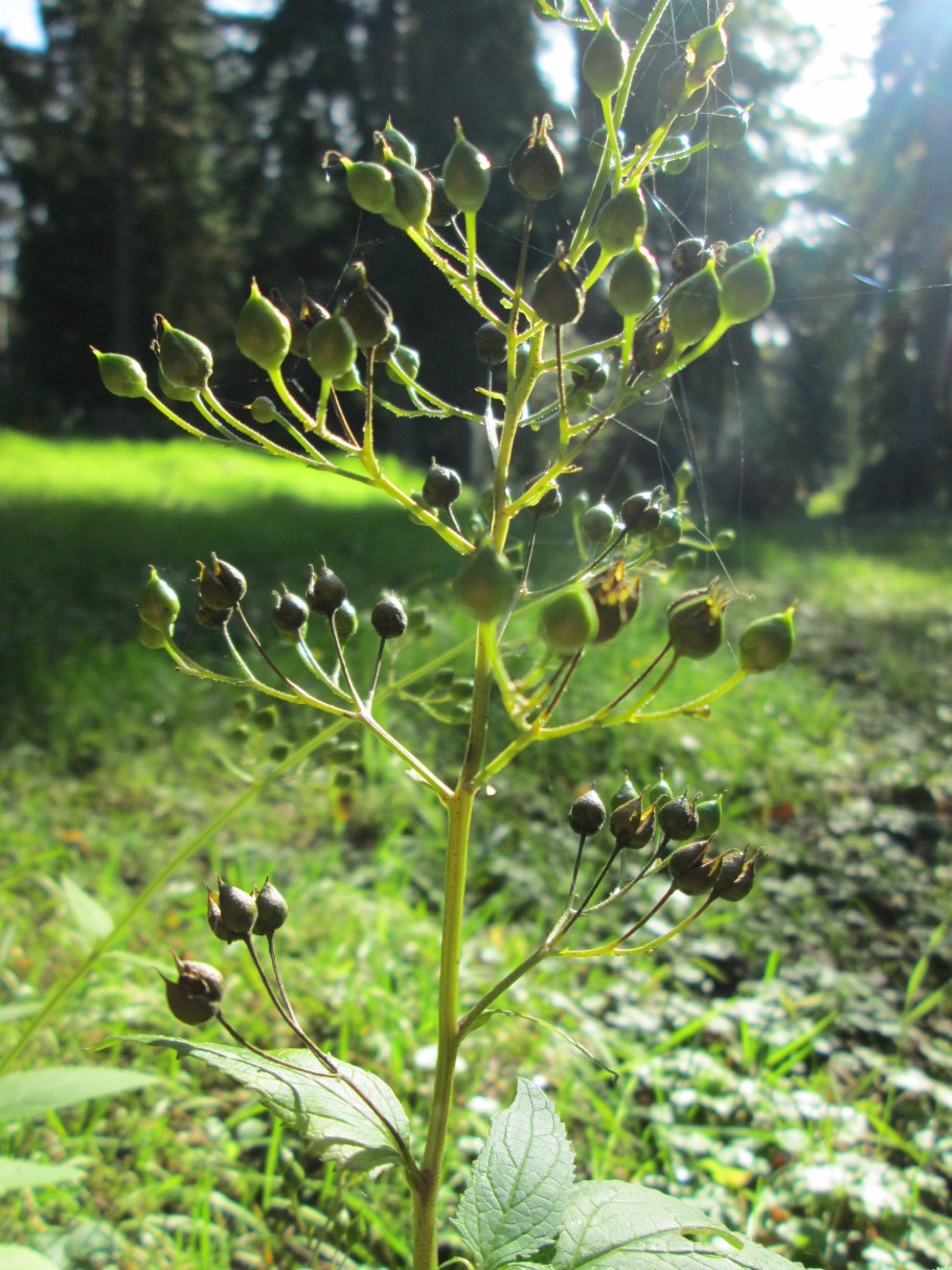 Скрофулярия Золотая