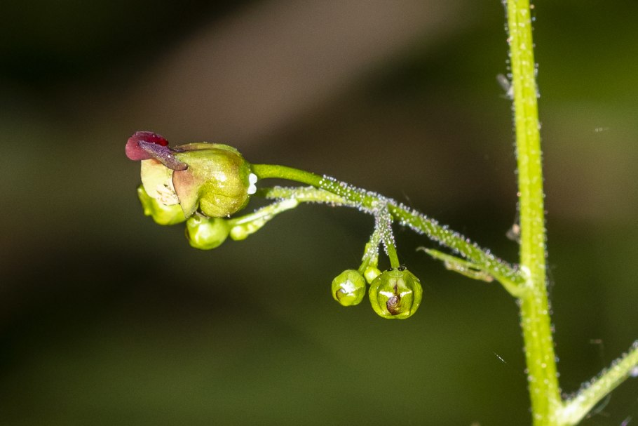 Липучка оттопыренная