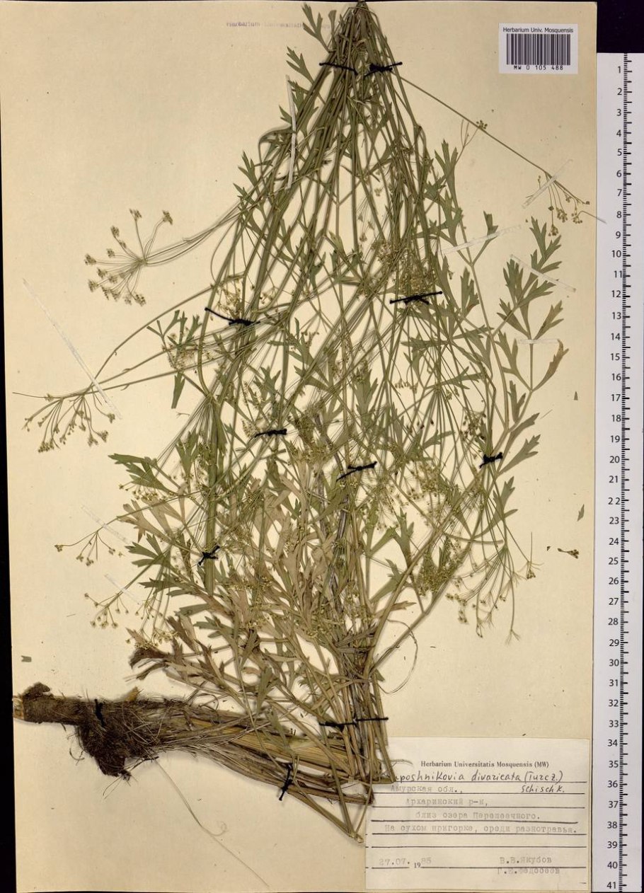 Scrophularia multicaulis