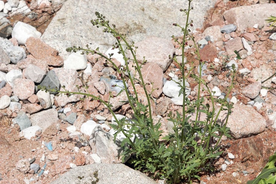 Скрофулярия Золотая