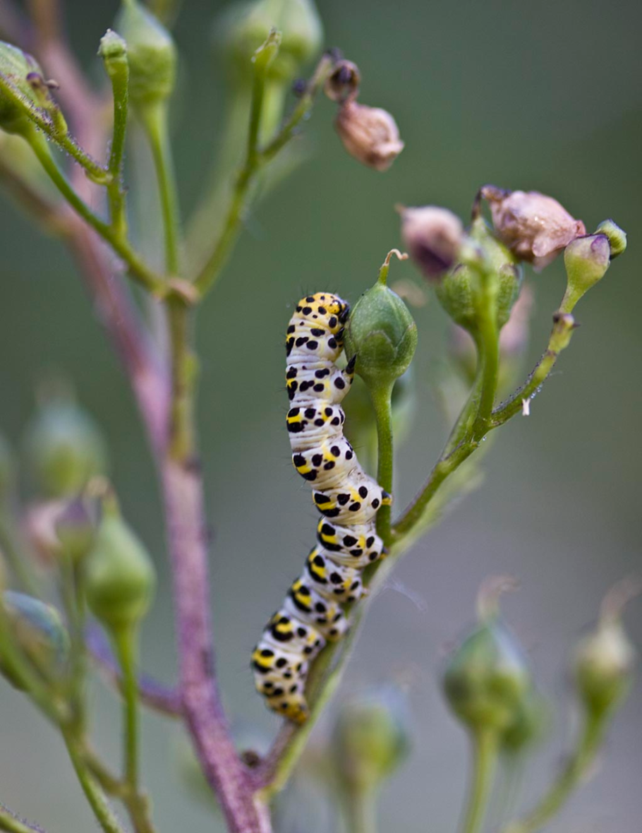 Scrophularia nodosa гомеопатия тиф