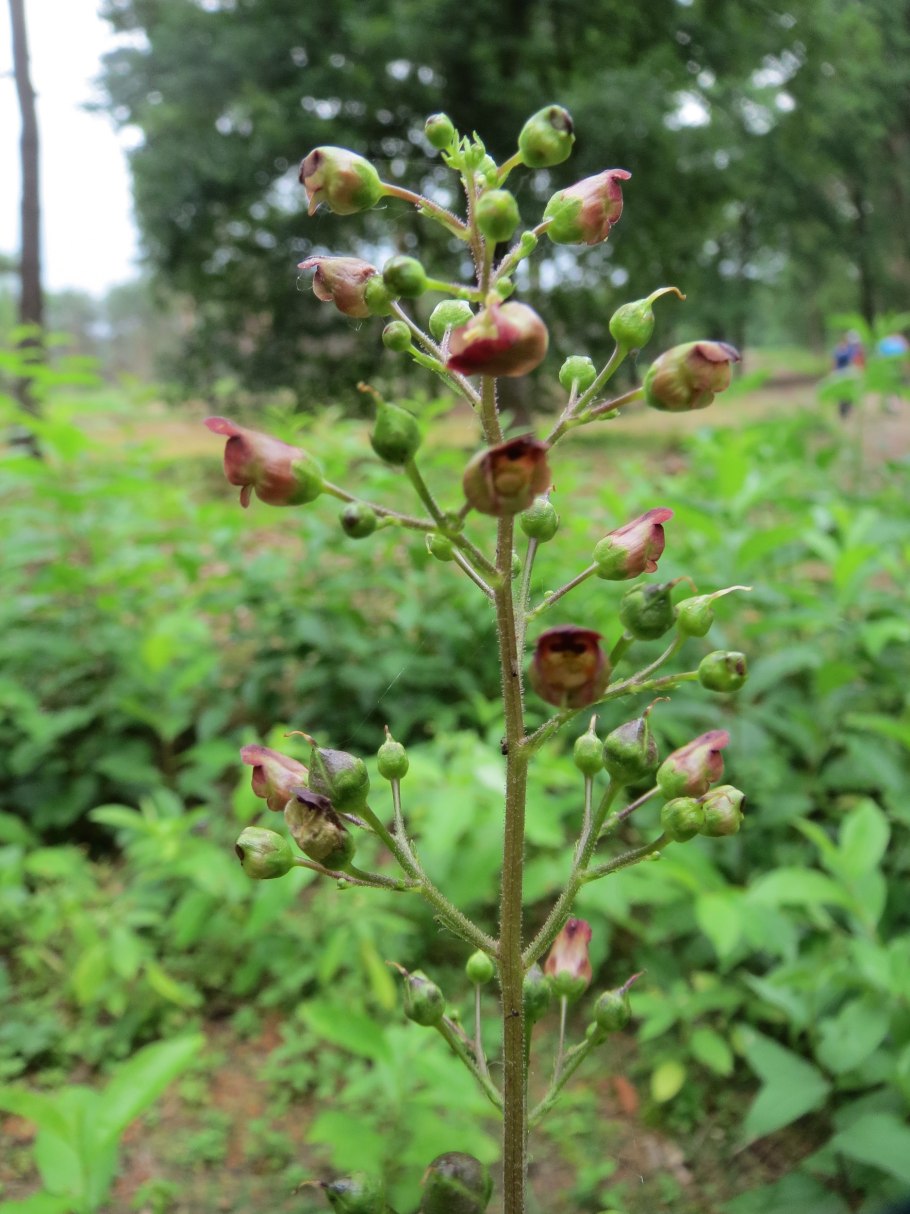 Девясил растопыренный