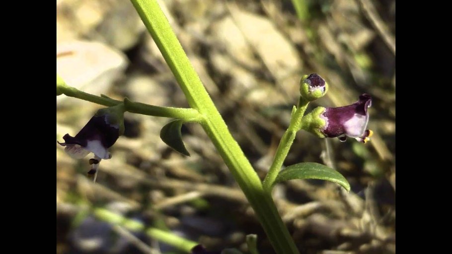 Scrophularia canina