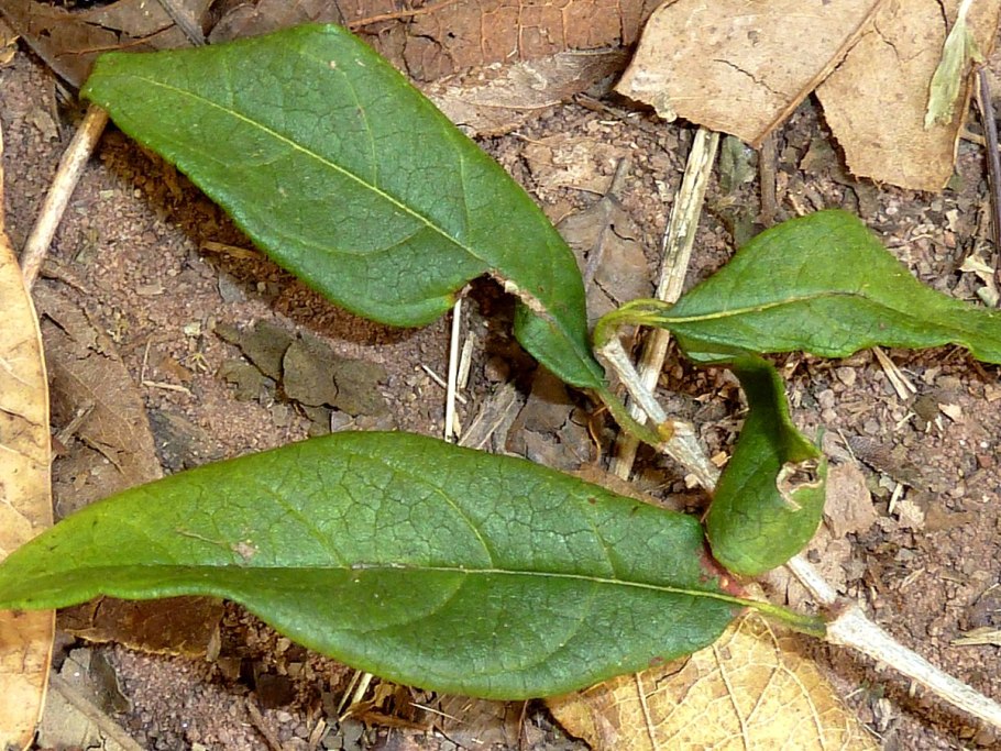 Элеокарпус Квандонг