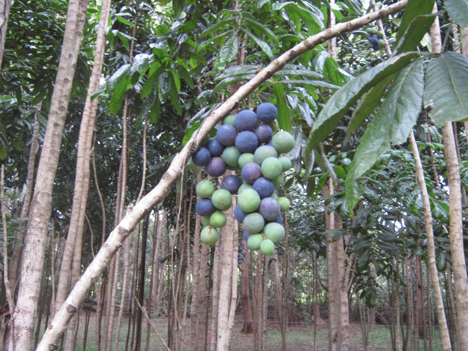 Вангерия фрукт