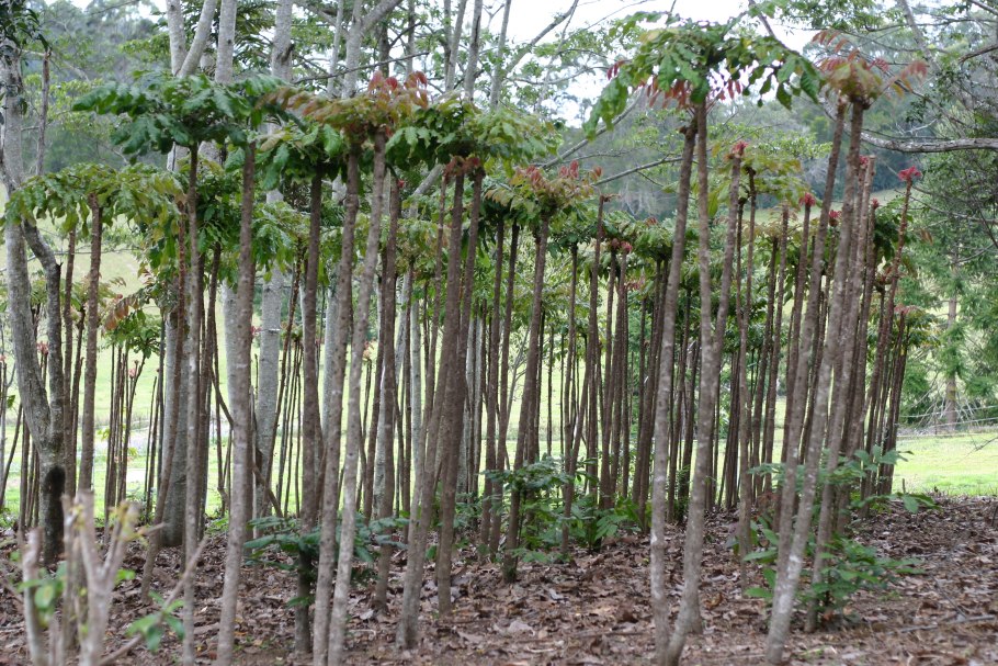 Декария Мадагаскарская (Decarya madagascariensis)